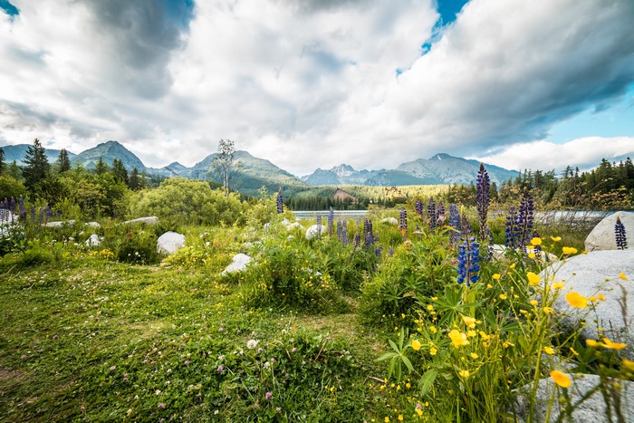 Tatra Mountains with Lupines and Yellow Flowers