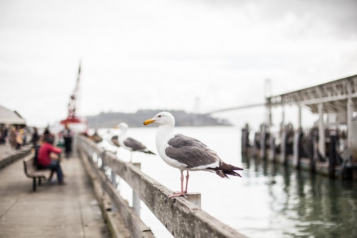 Seagulls on a pier in San Francisco