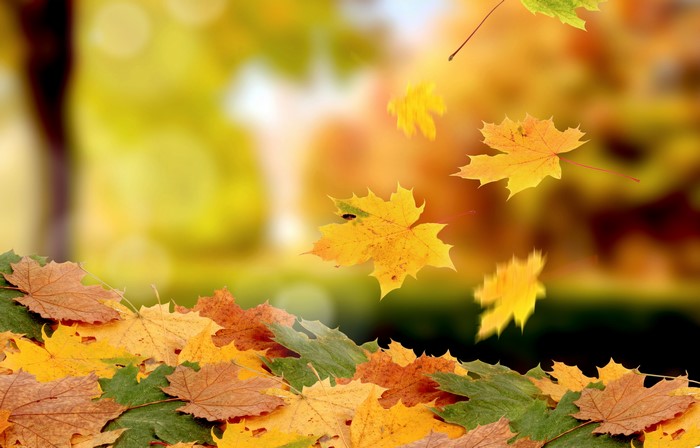 Autumn Maple Leaves Falling