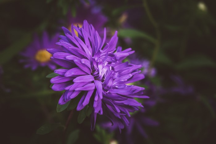 Purple Aster Flower Closeup
