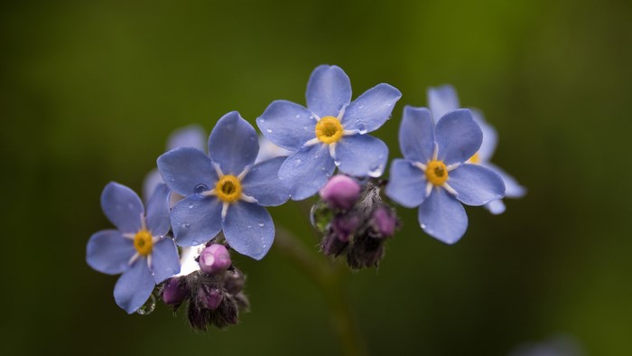 Close-up of blue forget-me-not flowers with water droplets