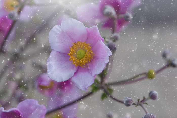 Pink Anemone flower with falling snow