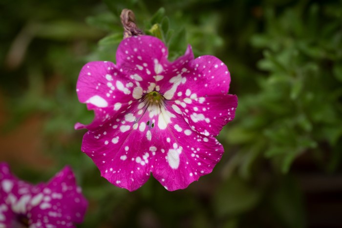 Pink petunia flower with white spots