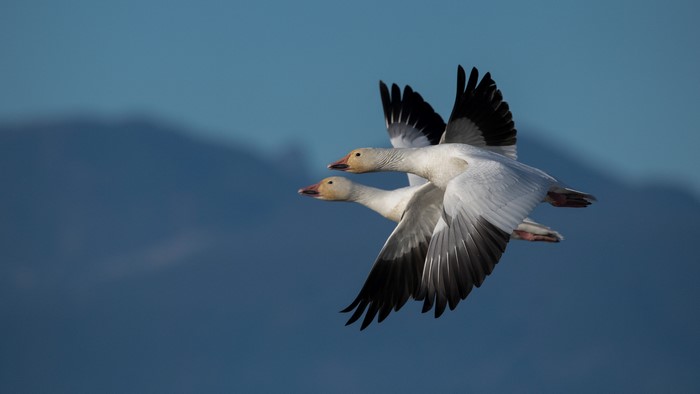 Two Snow Geese in Flight