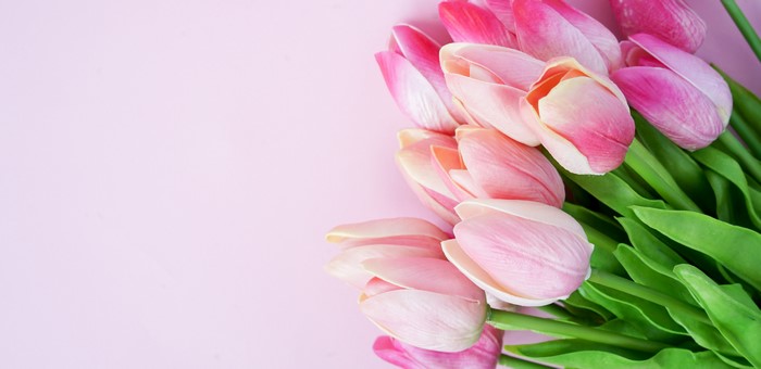 Pink Tulips