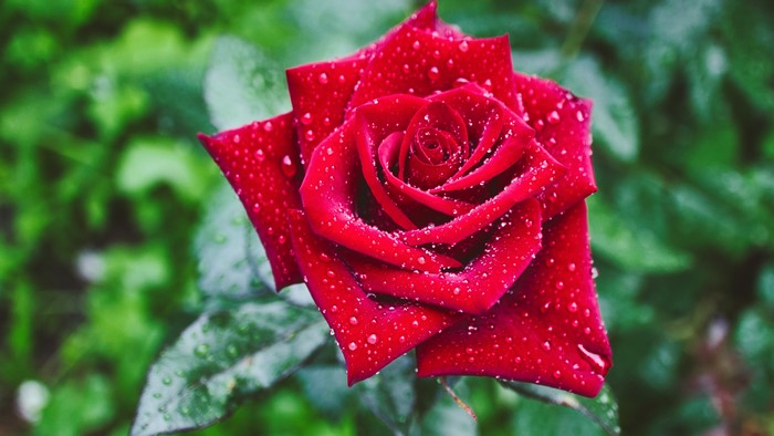 Red Rose with Water Drops