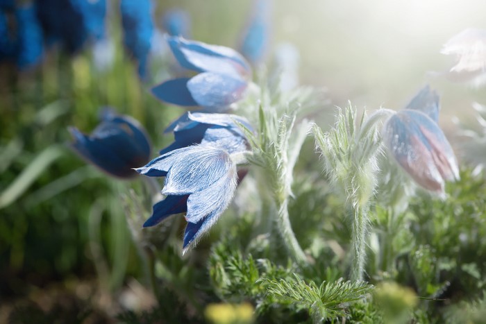 Blue Pulsatilla flowers with bokeh