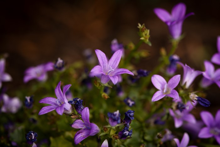 Purple Campanula flowers with bokeh background