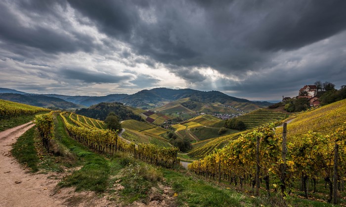 Vineyard landscape in Germany during autumn