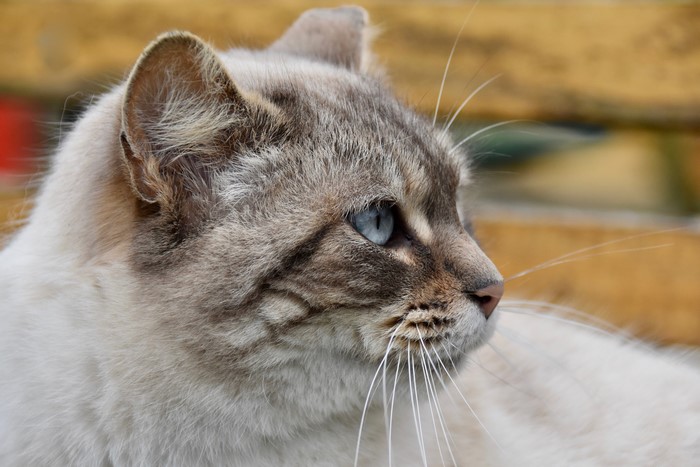 Closeup of a cat's head with blue eyes