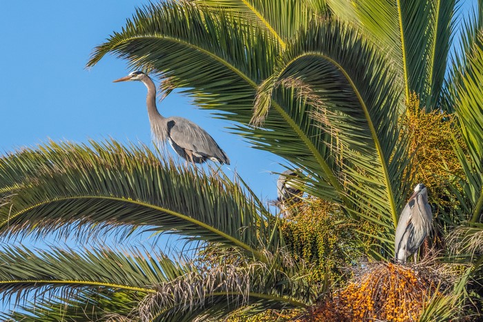 Great Blue Herons in a Palm Tree