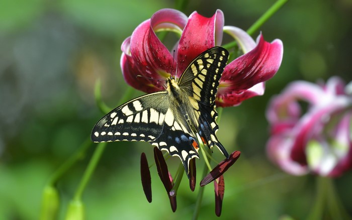 4K, Papilio machaon, Lilies, Butterflies, Closeup, Bokeh, HD Wallpaper ...