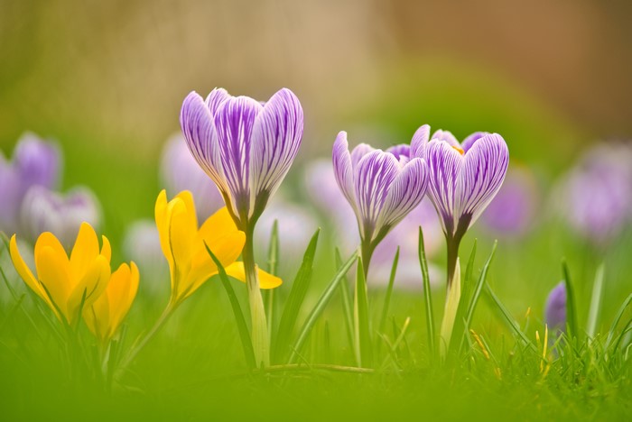 Purple and yellow crocuses in grass
