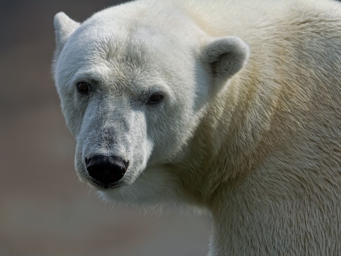 Close-up of a polar bear's face