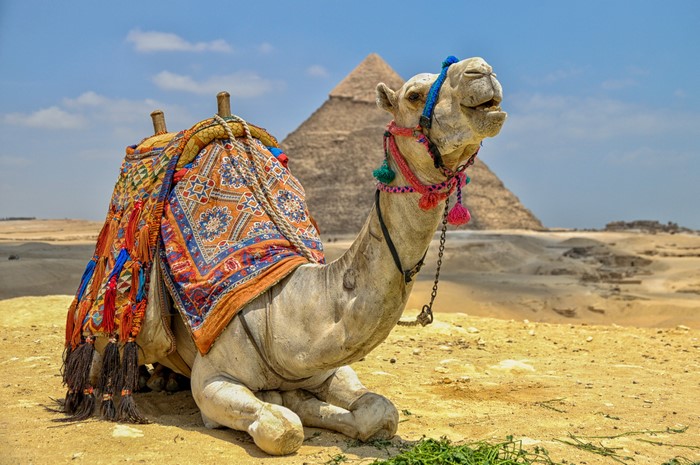 Camel resting in front of the Pyramids of Giza