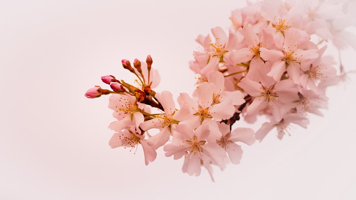 4K Cherry Blossoms on Branches in Spring