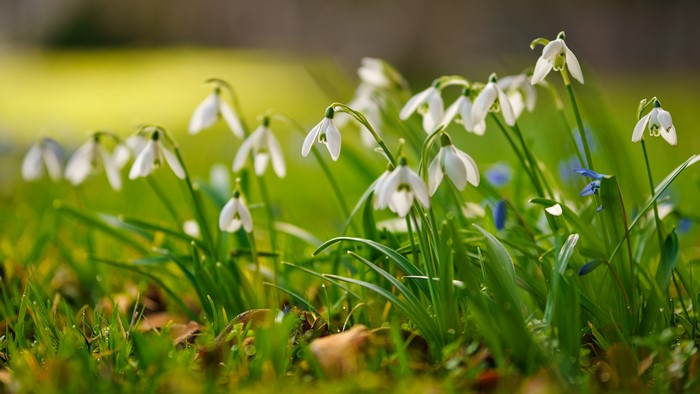 4K Snowdrops and Grass with Bokeh