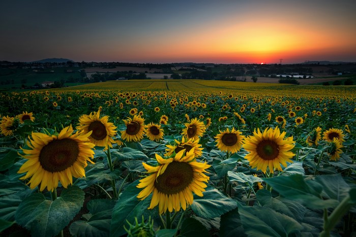 Sunflowers Field at Sunset
