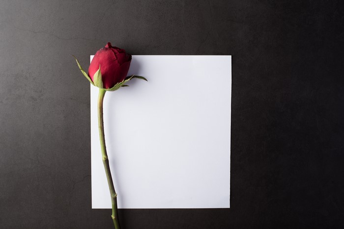 Red rose on a white sheet of paper with gray background