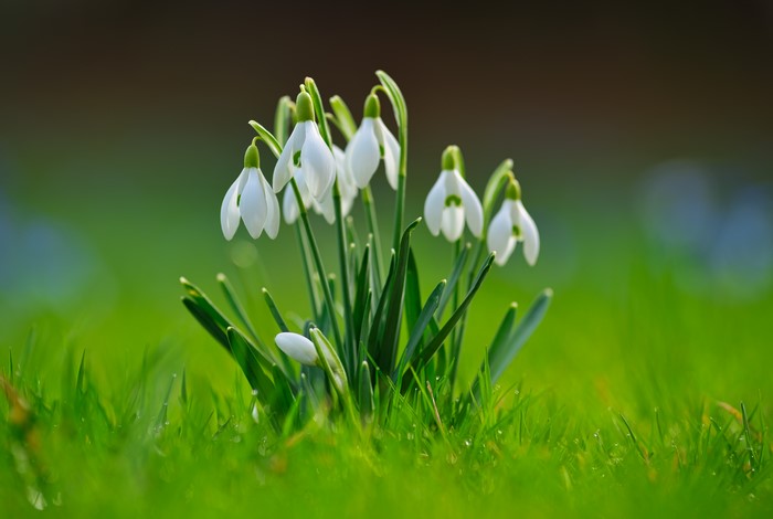 Snowdrops in green grass with bokeh