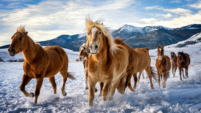 Horses running in snow with mountains