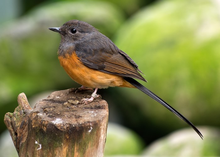 4K White-rumped Shama on Tree Stump
