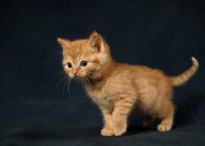 Ginger kitten on a dark background