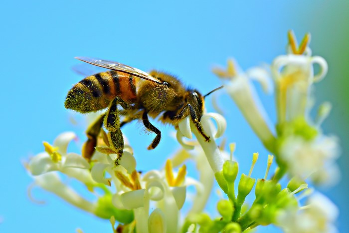A bee covered in pollen on a white flower