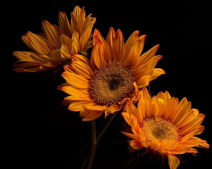 Three orange sunflowers on black background