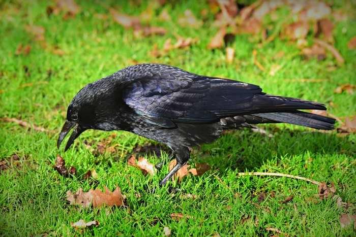 A black crow pecking at food on green grass