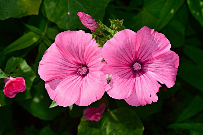 Two pink Malva flowers with a fly