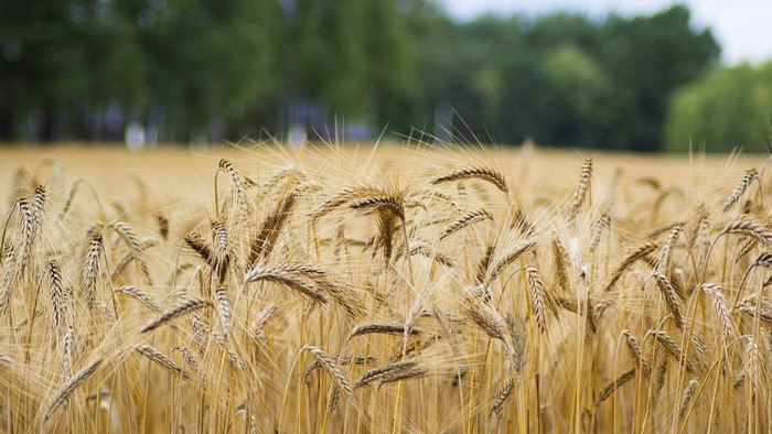 Field of Rye