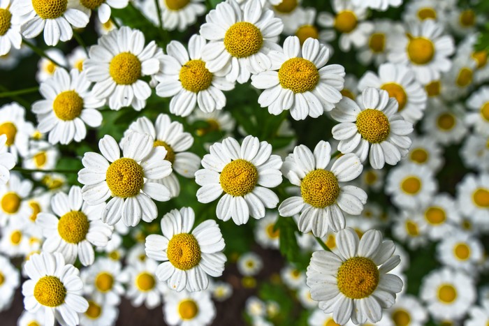 Many White Camomiles Closeup