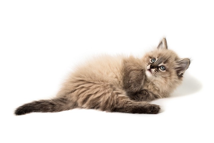 Fluffy kitten lying down on white background