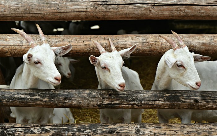 Three white goats with horns behind a wooden fence