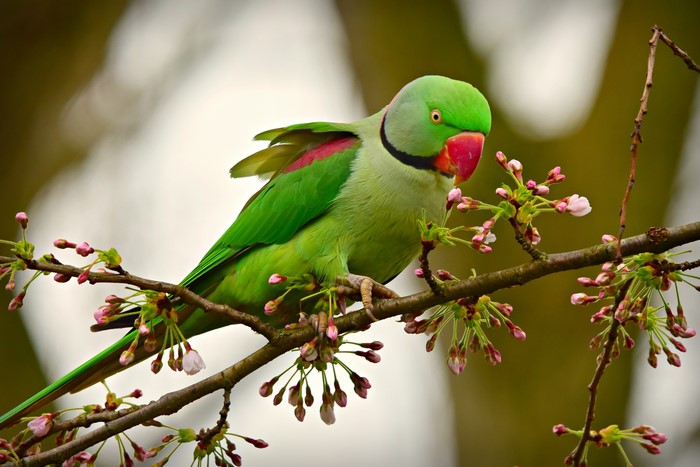 Alexandrine parakeet perched on a flowering branch