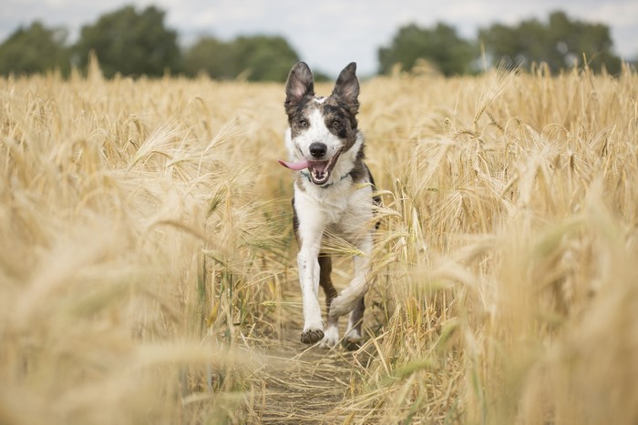 Dog running through a wheat field
