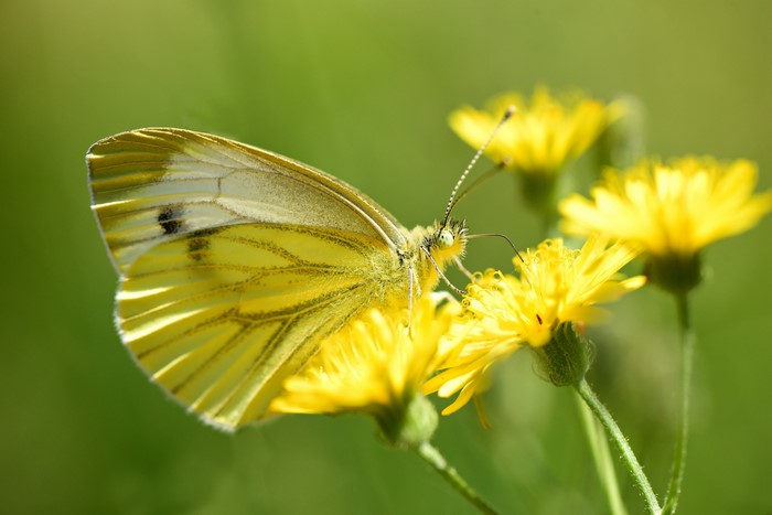 Yellow butterfly on yellow flowers