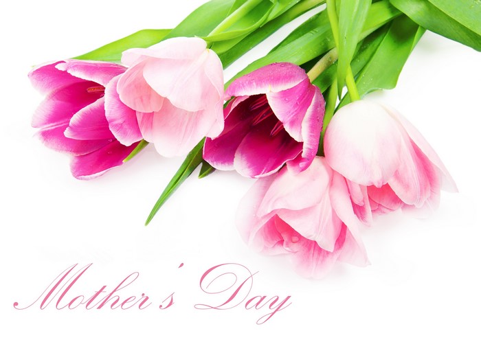 Pink and purple tulips for Mother's Day