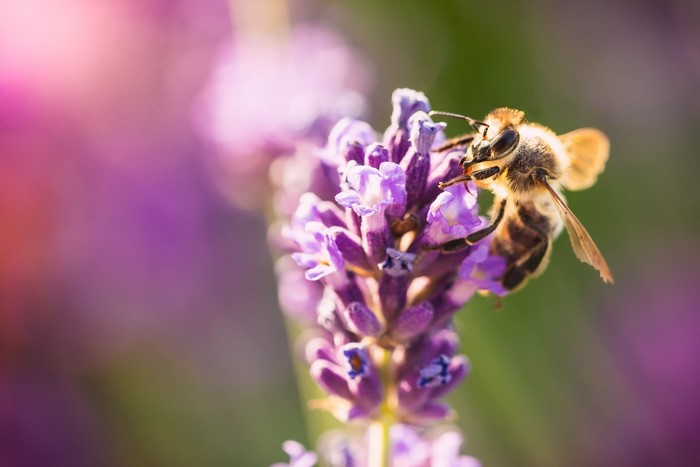 4K Closeup of a Bee on Lavender