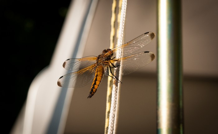 Dragonfly perched on a rope