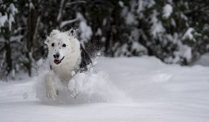 Dog running through snow