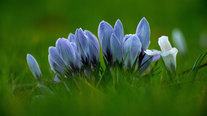 Purple and white crocuses in green grass