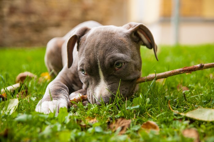 Amstaff puppy lying on grass chewing a stick
