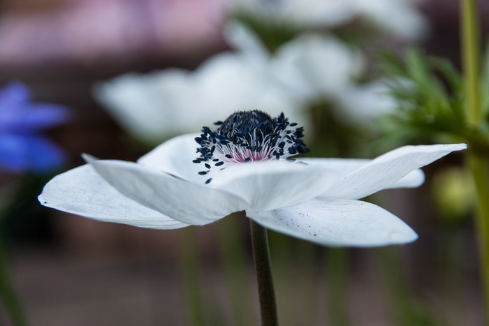 Closeup of a white Anemone flower with dark center