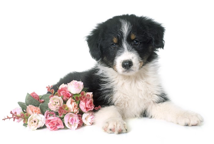 Puppy with Bouquets on White Background