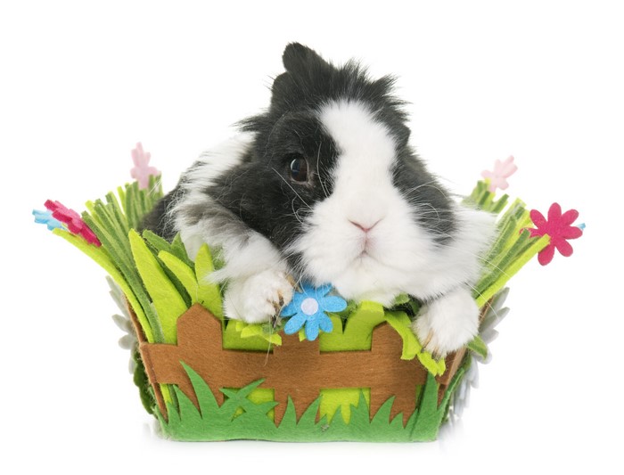 Black and white rabbit in a decorative basket