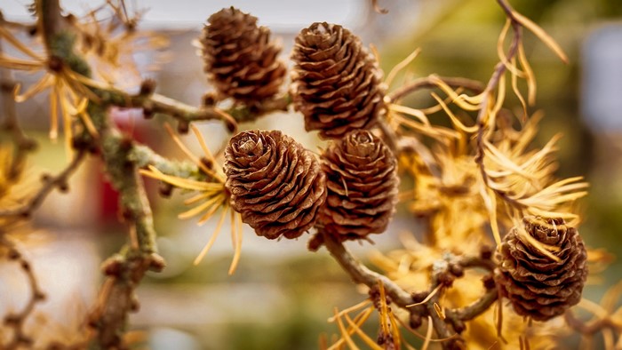 Pine cones on branches