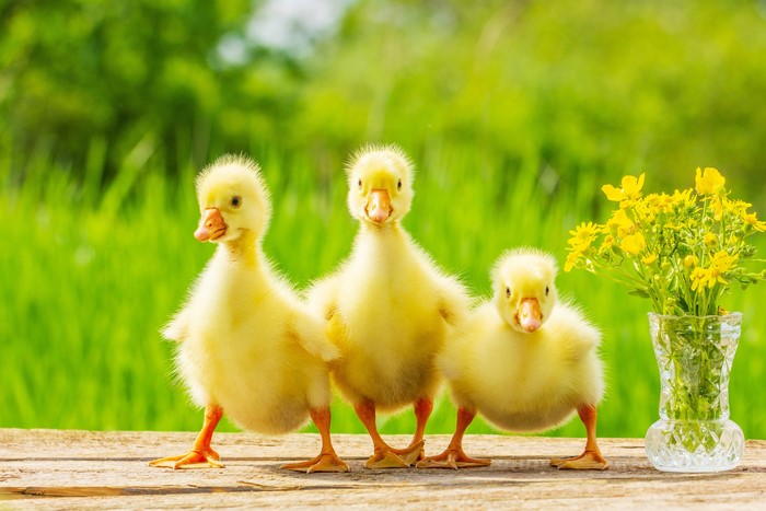 Three Fluffy Yellow Nestling Geese in Nature
