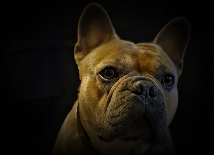 4K French Bulldog Closeup